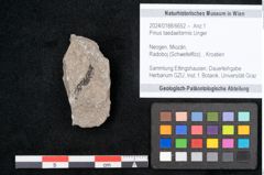 Foto (Objekt + Etikett) von Pinus taedaeformis Unger (NHMW-GEO-2024-0188-6652)
